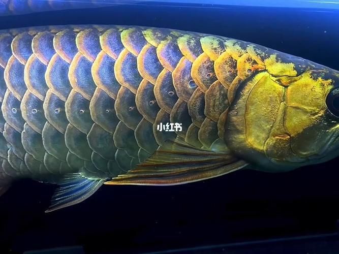 蘭底金龍魚圖片 蘭底金龍魚圖片 龍魚百科 第17張