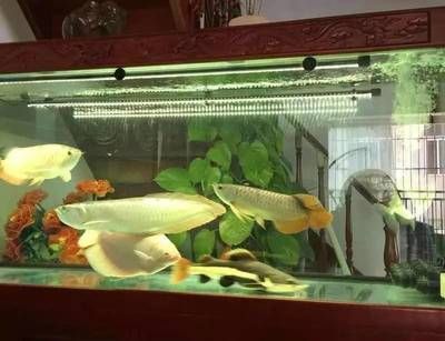 龍魚(yú)怎樣混養(yǎng)才不打氧氣:混養(yǎng)龍魚(yú)的技巧 龍魚(yú)百科 第2張 龍魚(yú)怎樣混養(yǎng)才不打氧氣:混養(yǎng)龍魚(yú)的技巧 龍魚(yú)怎樣混養(yǎng)才不打氧氣:混養(yǎng)龍魚(yú)的技巧 龍魚(yú)百科 第2張