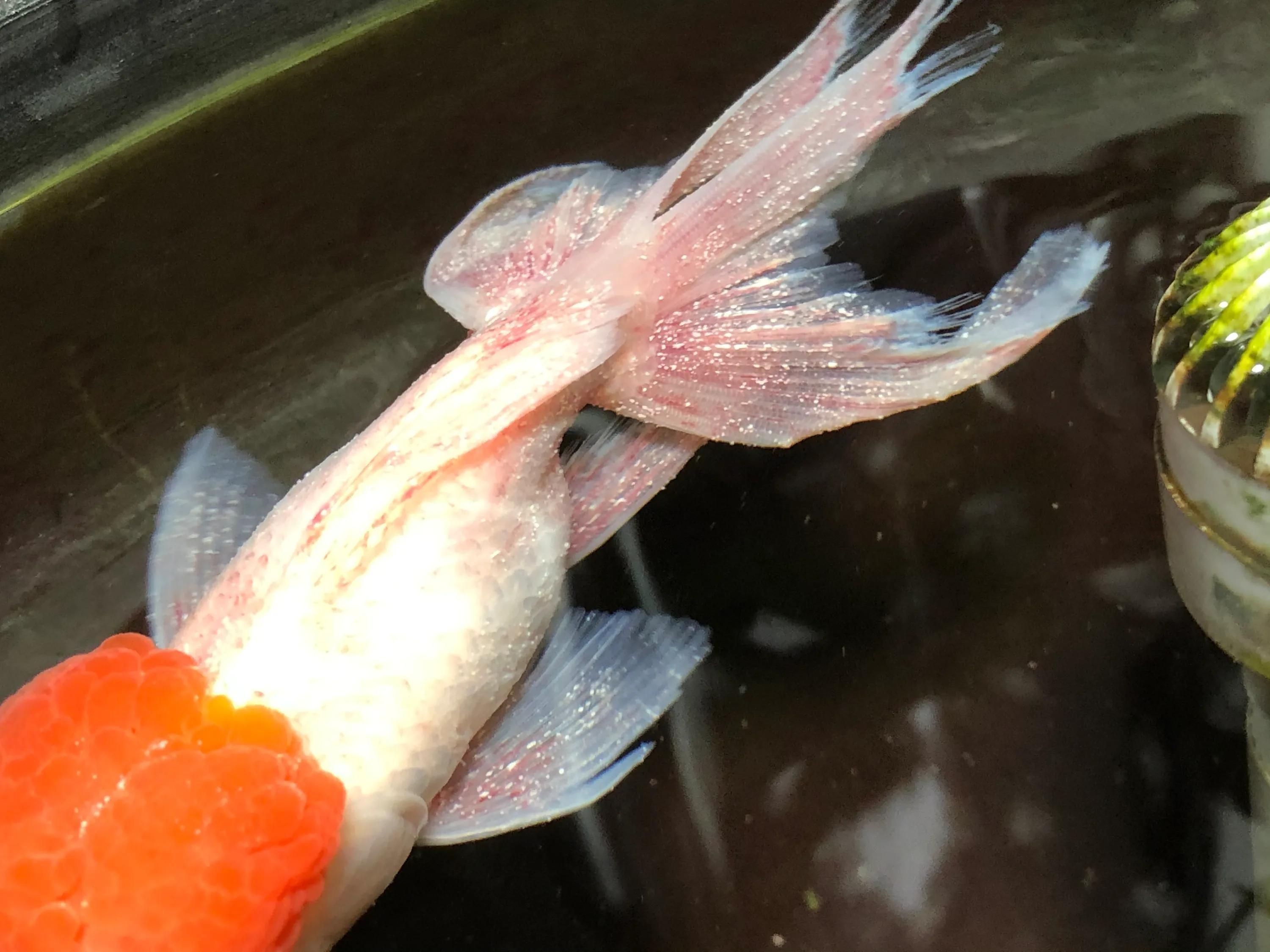 龍魚全身長白點是什么病：如何正確提高水溫治白點，預防龍魚白點病的有效措施
