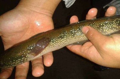 龍魚全身長白點是什么病：如何正確提高水溫治白點，預防龍魚白點病的有效措施