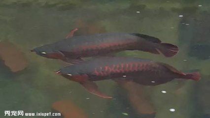 selling龍魚需要了解市場需求、獲取穩定的銷路、獲取穩定的銷路：selling龍魚可以通過哪些途徑進行？