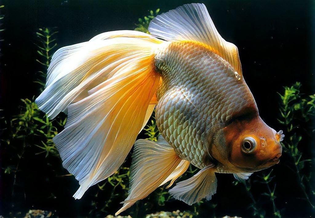 銀龍魚的壽命最長能活多少年