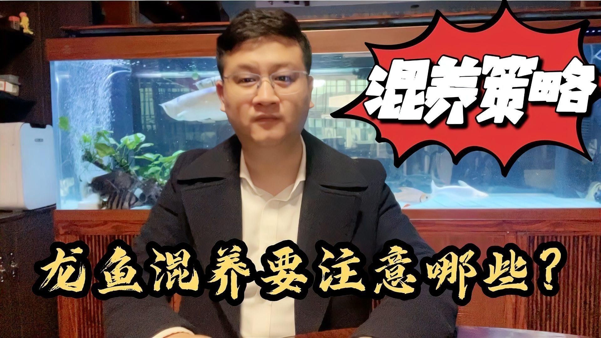 如何選擇適合混養的龍魚品種？