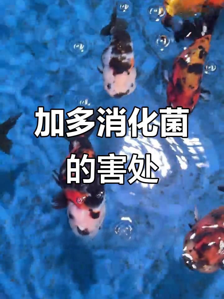 魚缸有菌會導致什么后果？