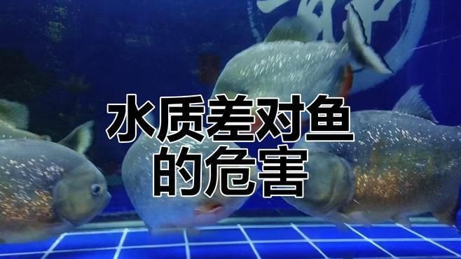 魚缸有菌會導致什么后果？