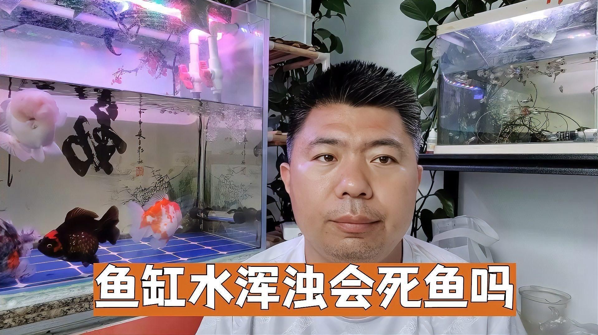 魚缸有菌會導致什么后果？