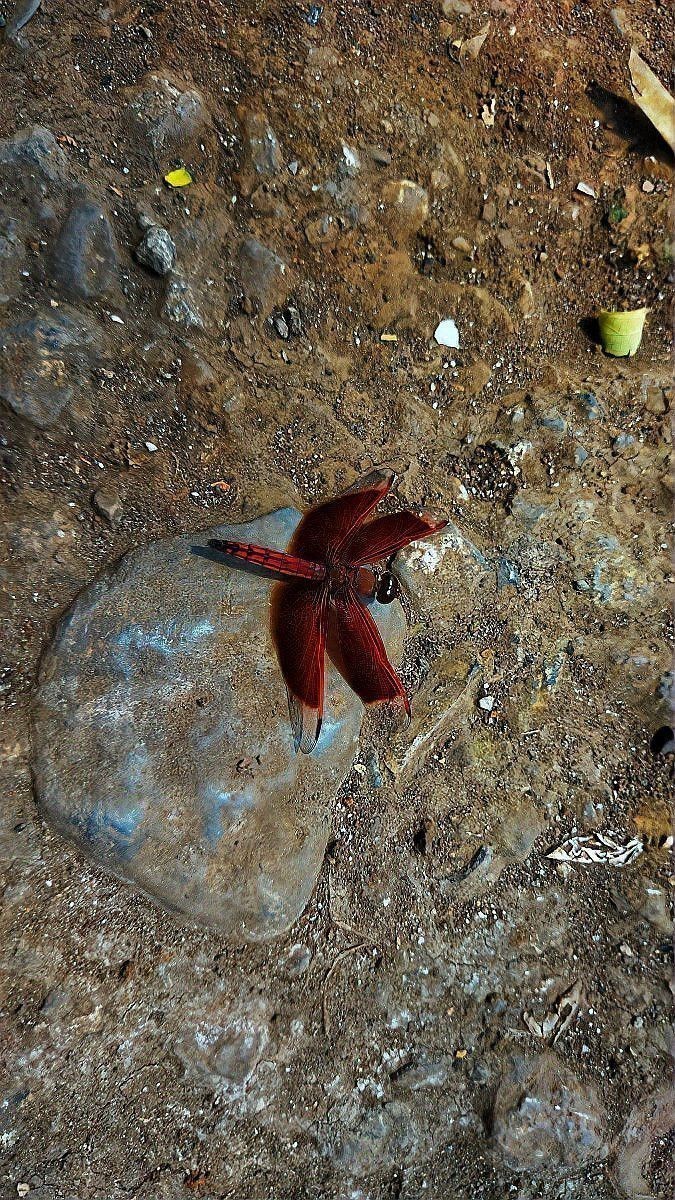 如何快速與小火龍魚建立信任？