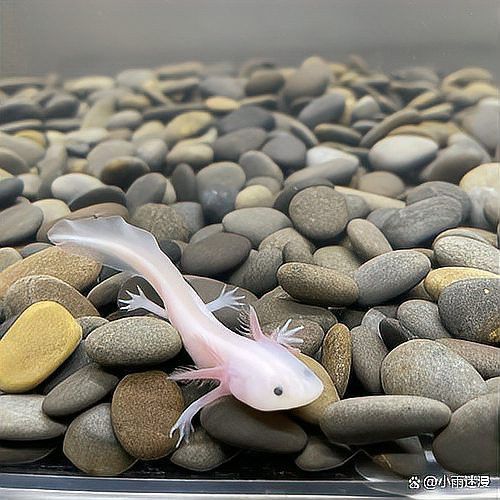 如何快速與小火龍魚建立信任？