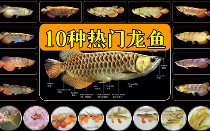 如何區分不同品種的龍魚