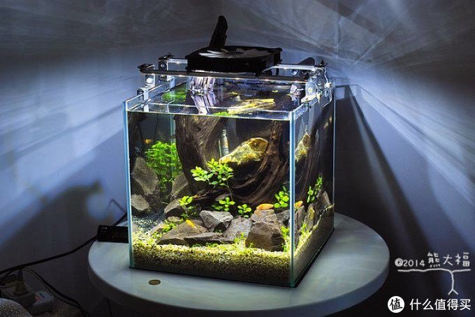 過背金龍缸的照明費用大概是多少？