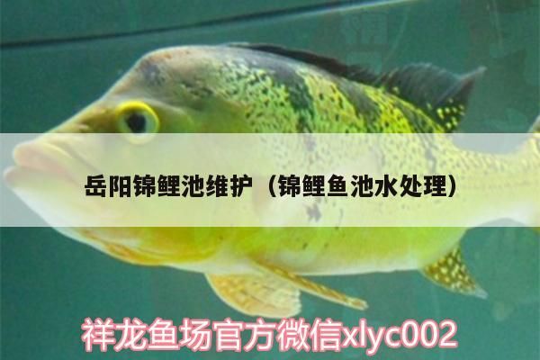 鸚鵡魚和銀龍魚混養(yǎng)怎樣喂食 金龍魚用什么釣餌(金龍魚活餌釣魚技巧金龍魚活餌釣魚技巧) 龍魚百科 金龍魚用什么釣餌(金龍魚活餌釣魚技巧金龍魚活餌釣魚技巧) 金龍魚用什么釣餌(金龍魚活餌釣魚技巧金龍魚活餌釣魚技巧) 龍魚百科