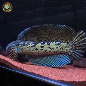 雷龍魚什么品種不用加溫（烏鱧和月鱧的日常護理要點雷龍魚品種介紹）