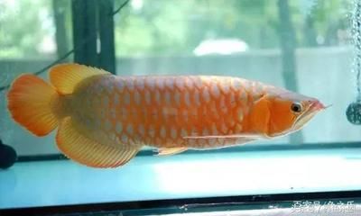 紅龍魚缸壽命多長：紅龍魚缸使用壽命在8-10年左右，但壽命會超過10年 紅龍魚缸壽命多長：紅龍魚缸使用壽命在8-10年左右，但壽命會超過10年 龍魚百科 第2張