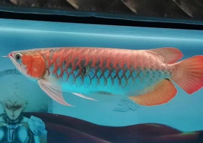 金龍魚苗換缸時需要注意什么？
