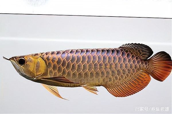 金龍魚苗換缸時需要注意什么？