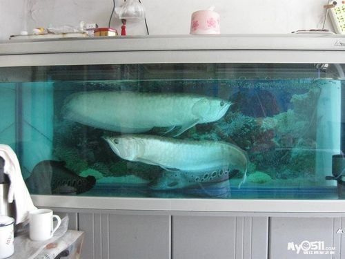 銀龍魚飼養方法及注意事項大全圖片