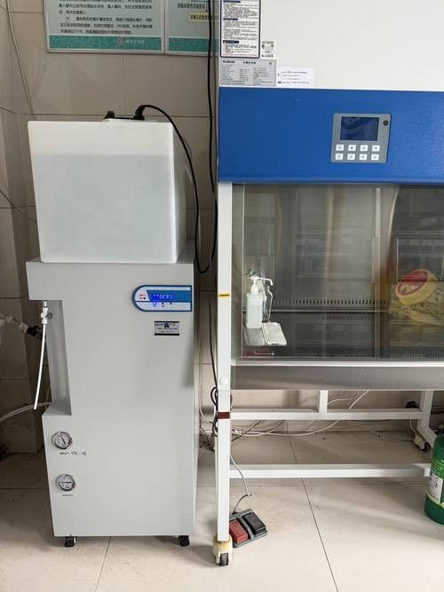 銀龍魚飼養方法及注意事項大全圖片