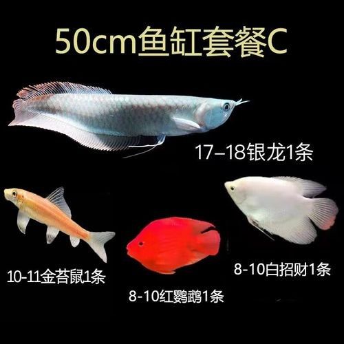 銀龍魚飼養方法及注意事項大全圖片