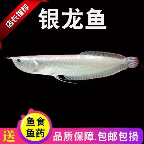 銀龍魚飼養方法及注意事項大全圖片