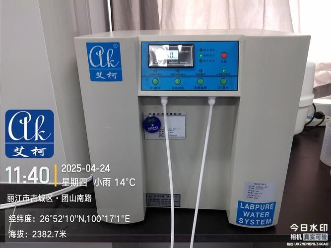 銀龍魚飼養方法及注意事項大全圖片