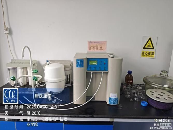 銀龍魚飼養方法及注意事項大全圖片
