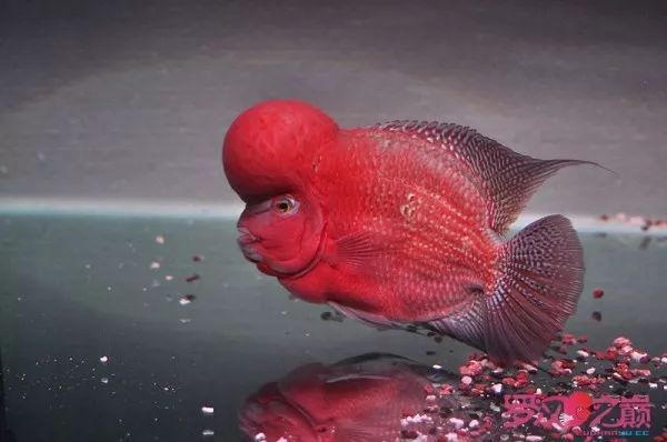 羅漢魚認主十句口訣
