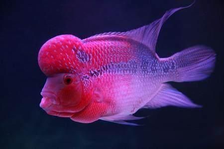 羅漢魚認主十句口訣