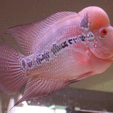 羅漢魚認主十句口訣