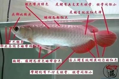 紅龍魚人工干預品相識別：紅龍魚與經過人工干預品相識別的方法，紅龍魚的品相識別