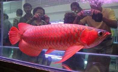 紅龍魚人工干預品相識別：紅龍魚與經(jīng)過人工干預品相識別的方法，紅龍魚的品相識別