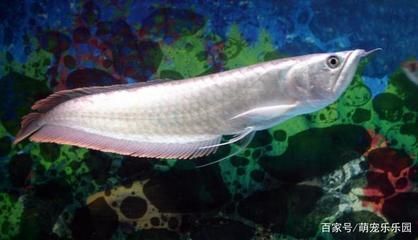 龍魚搭配什么魚，幾種適合與龍魚混養的魚類