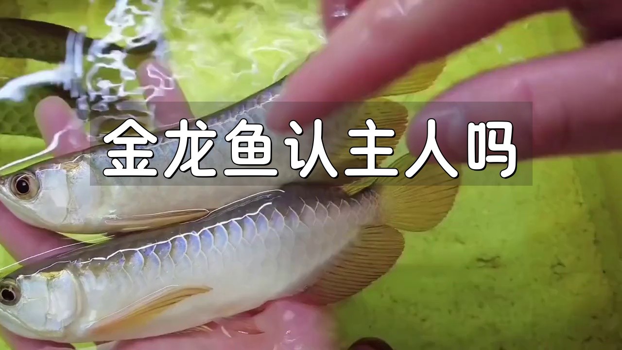 如何訓練過背金龍魚更快認主？