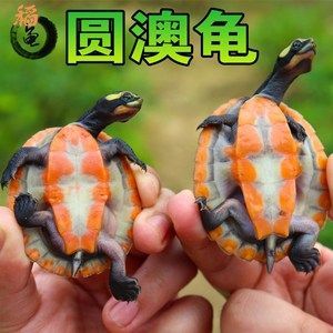 圓澳龜能和龍魚混養嗎（圓澳龜和龍魚可以混養嗎？）