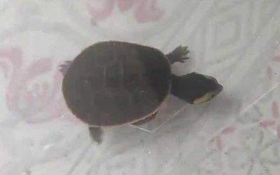 圓澳龜能和龍魚混養嗎（圓澳龜和龍魚可以混養嗎？）
