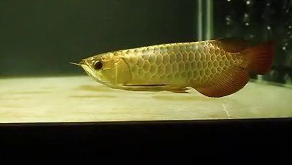 粗線(xiàn)魚(yú)和金龍魚(yú)一起養(yǎng)可以嗎：粗線(xiàn)魚(yú)和金龍魚(yú)可以一起養(yǎng)嗎
