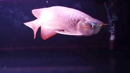粗線(xiàn)魚(yú)和金龍魚(yú)一起養(yǎng)可以嗎：粗線(xiàn)魚(yú)和金龍魚(yú)可以一起養(yǎng)嗎