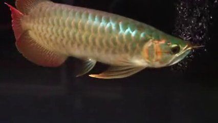 粗線(xiàn)魚(yú)和金龍魚(yú)一起養(yǎng)可以嗎：粗線(xiàn)魚(yú)和金龍魚(yú)可以一起養(yǎng)嗎