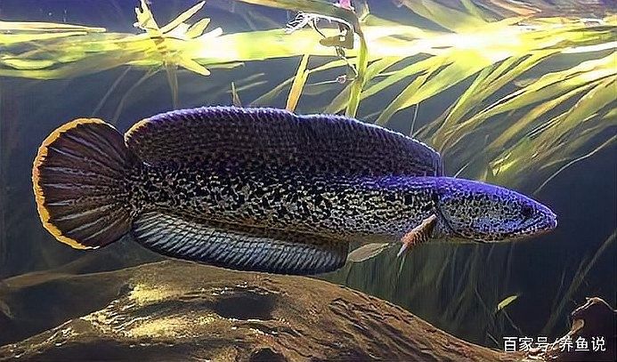 雷龍魚與龍魚混養好不好