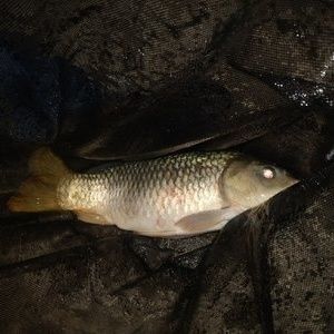 龍魚哪里釣原神最好：稻妻龍魚出沒時間表原神釣魚成就解鎖方法