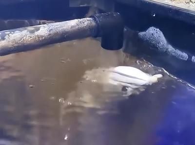 龍魚橫著漂浮在水面怎么回事兒：龍魚橫著漂浮在水面時，可能是出于多種原因引起，可能是多種原因