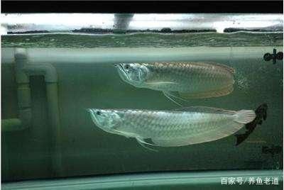 龍魚和什么混養不被咬傷：幾種適合與龍魚混養的魚類