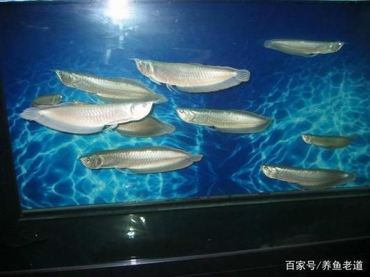 龍魚和什么混養不被咬傷：幾種適合與龍魚混養的魚類
