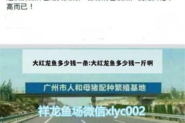 大紅龍魚(yú)價(jià)格：大紅龍魚(yú)價(jià)格波動(dòng)原因如何挑選高品質(zhì)紅龍魚(yú)