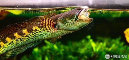 龍魚只喂飼料可以不？：龍魚可以只喂飼料嗎？