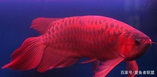 龍魚吃東西少怎么回事：龍魚吃東西少可能由多種因素引起
