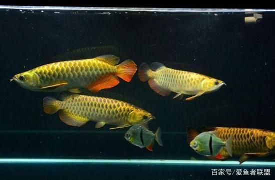 龍魚吃東西少怎么回事：龍魚吃東西少可能由多種因素引起
