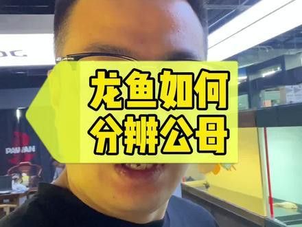 火龍魚怎么分公母圖片視頻