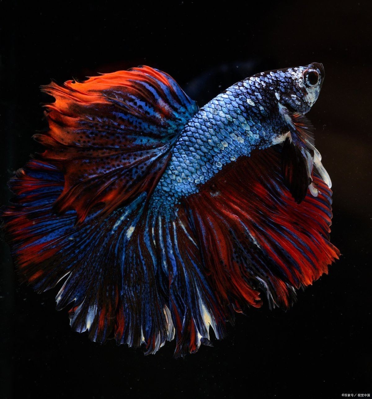 火龍魚怎么分公母圖片視頻