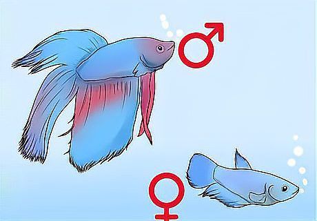 火龍魚怎么分公母圖片視頻