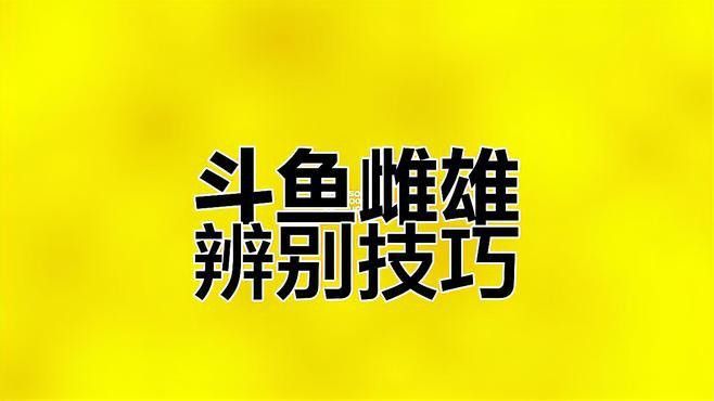 火龍魚怎么分公母圖片視頻